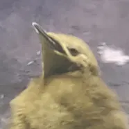 :_ne::_bu::_ti::_lya::_n::aioo_io: